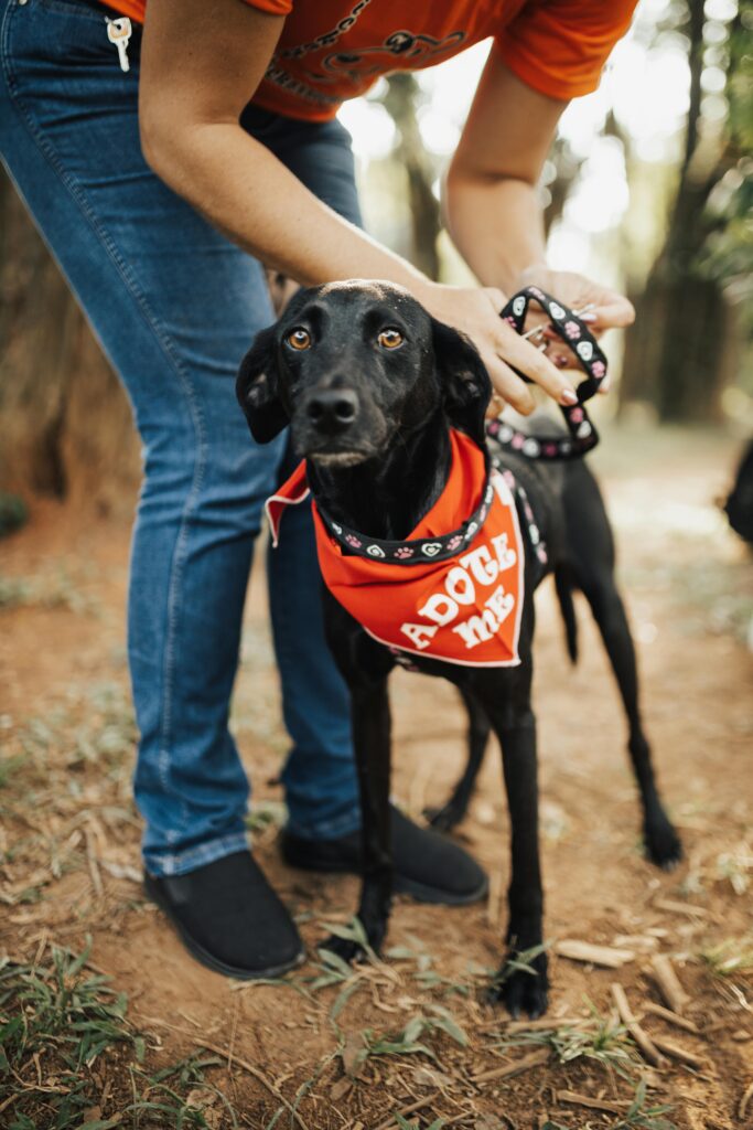 A black dog with an 'Adopt Me' bandana being petted outdoors, promoting pet adoption.